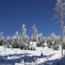 Relaxing surrounded by extensive forests, © Gasthof Furtner Snow-covered forest with blue sky in the background.
