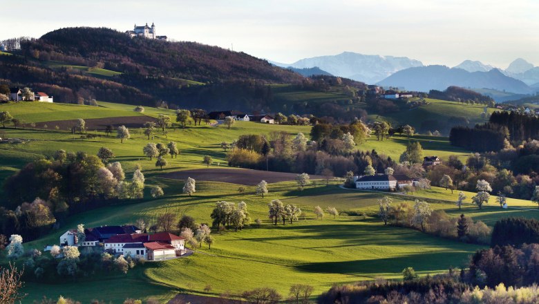 View up to the Sonntagberg basilica, © weinfranz.at View of the Sonntagberg basilica on a hill, surrounded by green fields and trees, with mountains in the background.