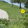 Goose wader, © zVg Gänswoader A single sunflower in a garden in front of a grassy hill with a gravel path.