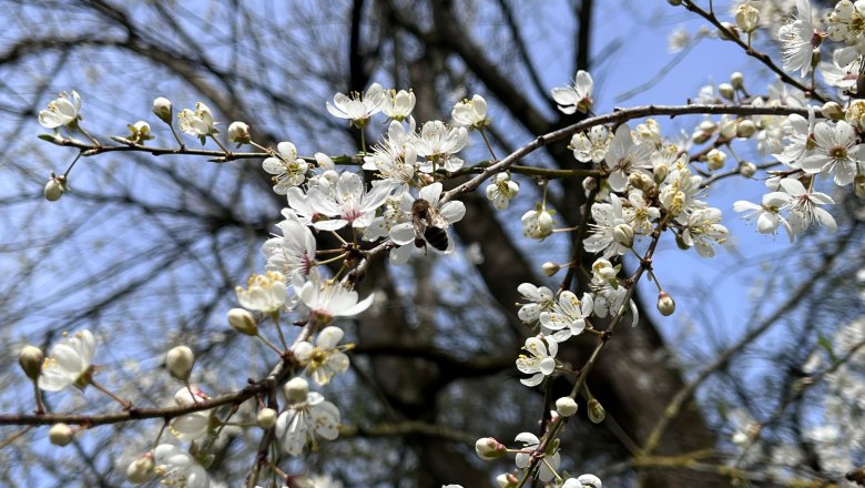 Spring, © "Natur im Garten" Close-up of blooming white cherry blossoms on a branch against a blue sky.