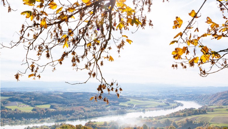 Panoramic view of the Danube valley, © Hotel Schachner Autumn landscape with a view of the Danube valley and colorful foliage in the foreground.