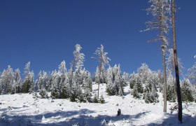 Relaxing surrounded by extensive forests, © Gasthof Furtner Snow-covered forest with blue sky in the background.