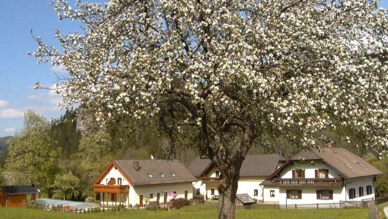 Pension "Haus Karner", © Pension "Haus Karner" Blossoming tree in front of a country house with blue sky in the background.
