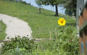 Goose wader, © zVg Gänswoader A single sunflower in a garden in front of a grassy hill with a gravel path.