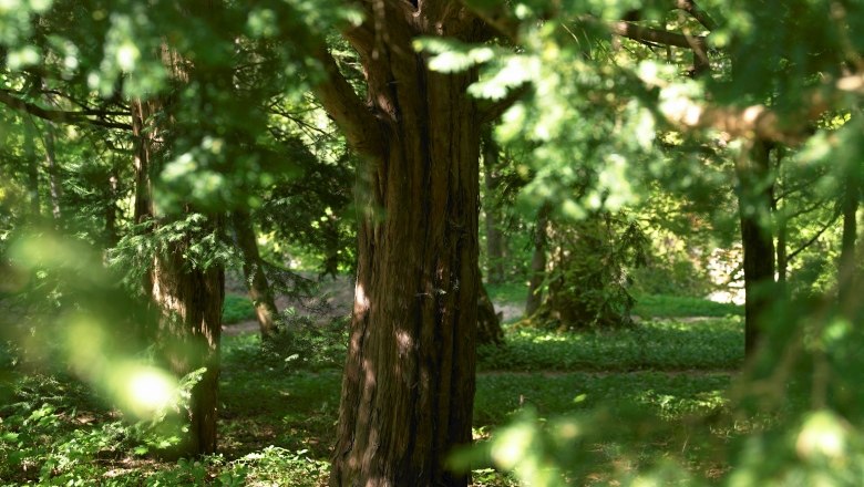 A tree in Lilienfeld Abbey Park, surrounded by green foliage and sunlight.
