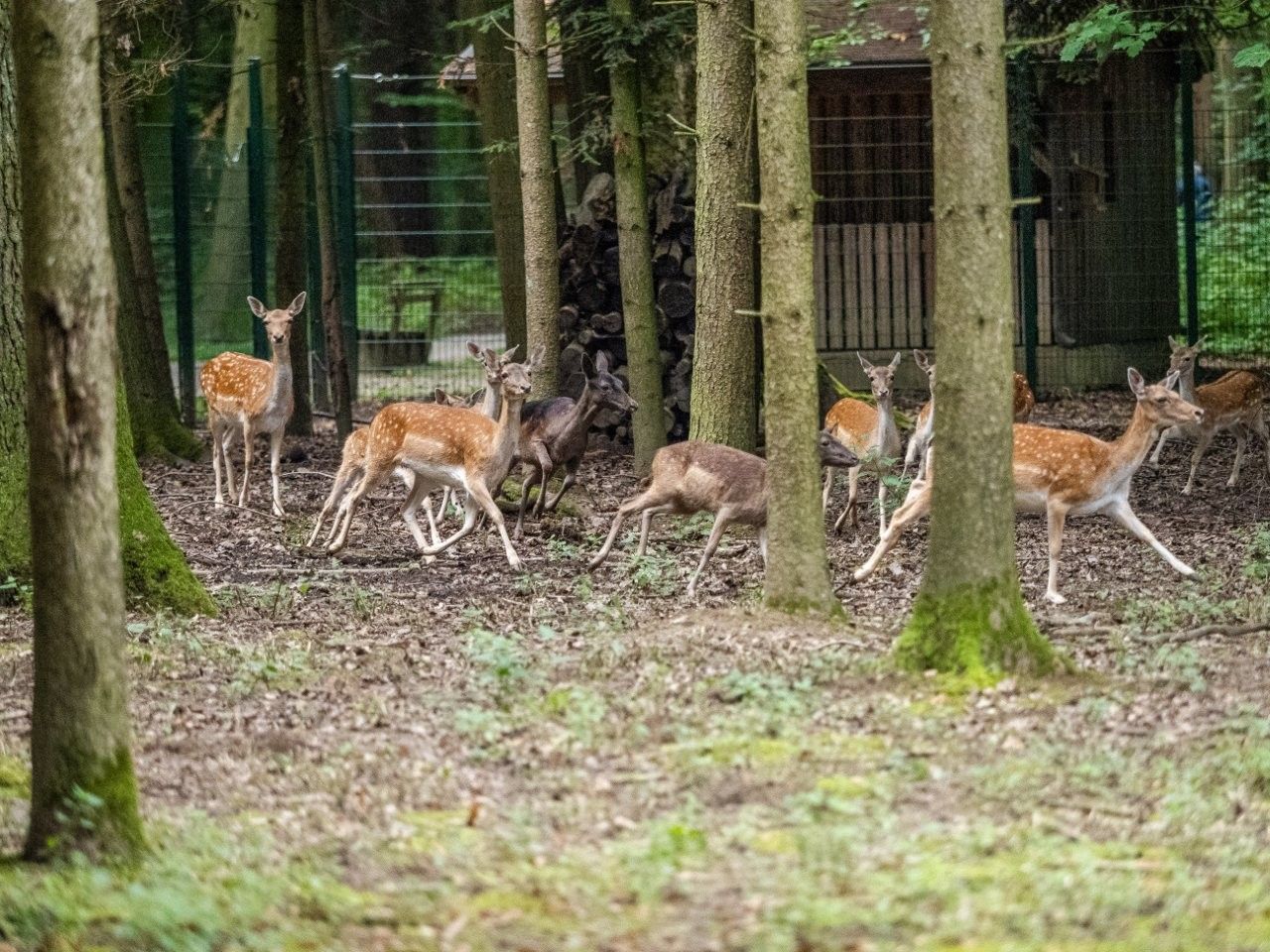Game reserve in the St. Pölten city forest