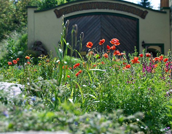 Blooming garden with red poppies in front of a building with a wooden gate.