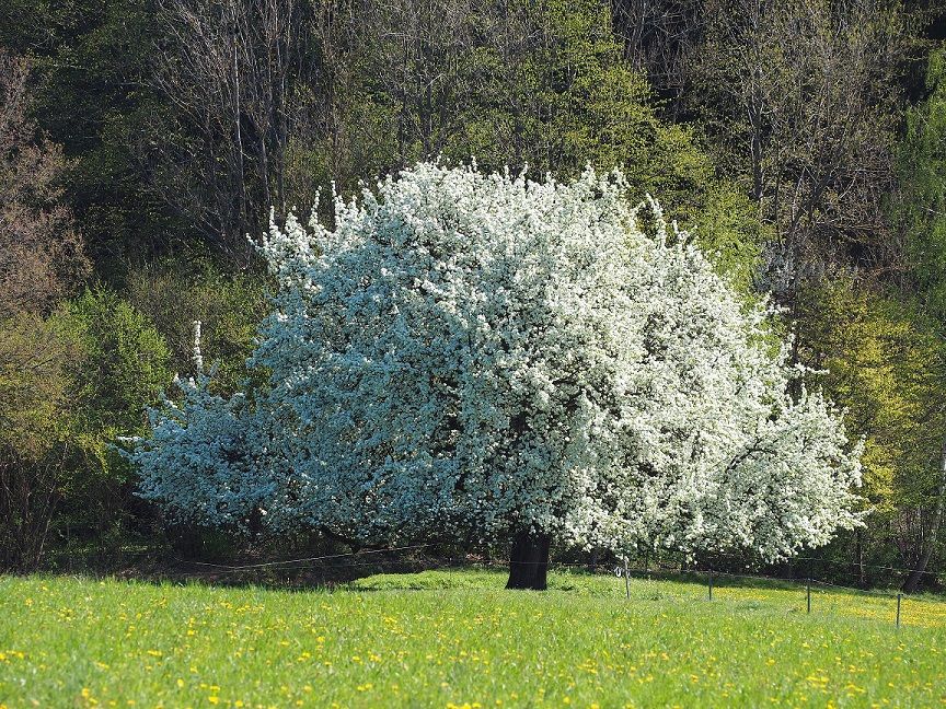 Old cider pear tree in spring