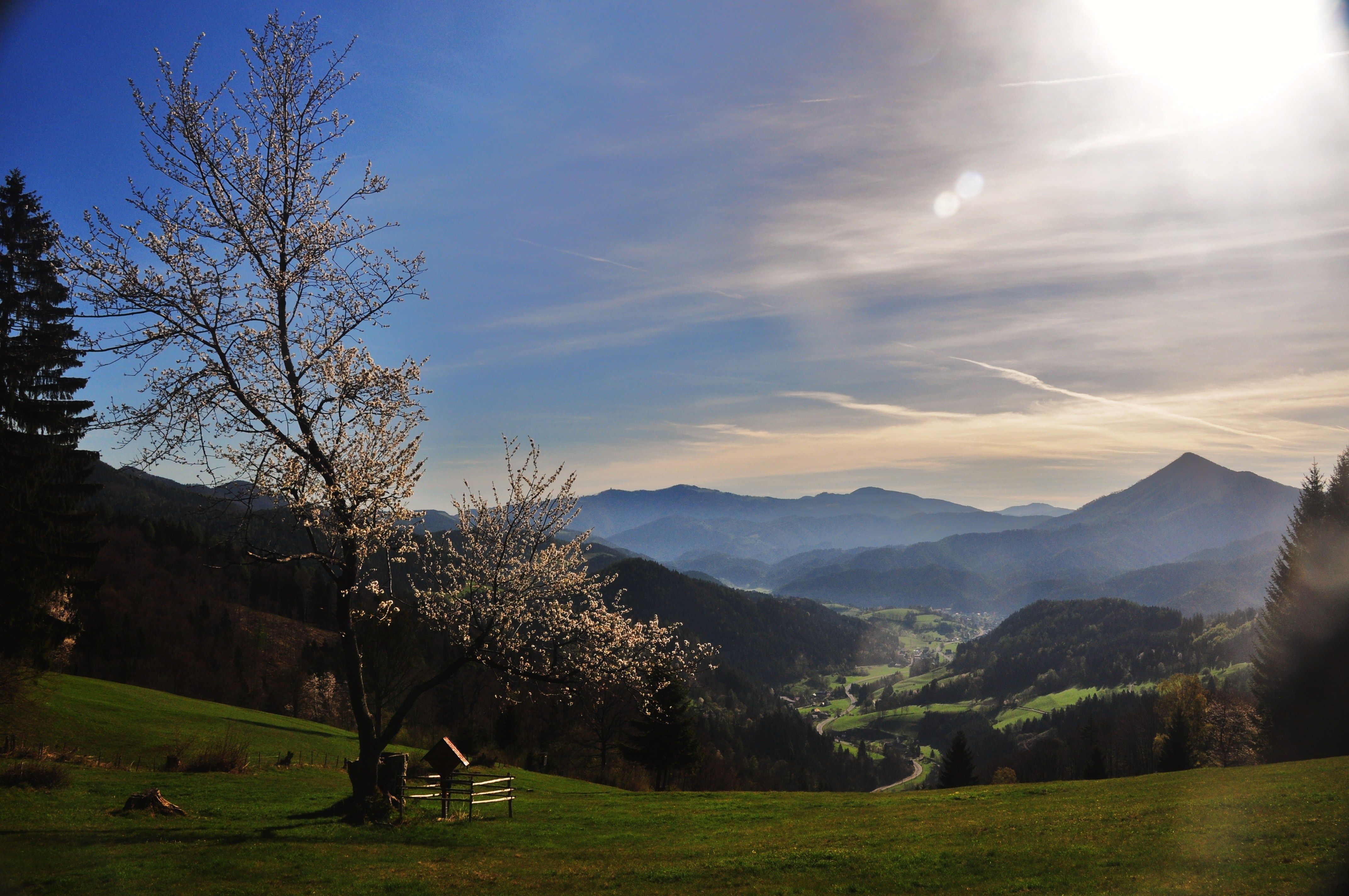 Landscape with blossoming tree, mountains and valley in the background in sunlight.