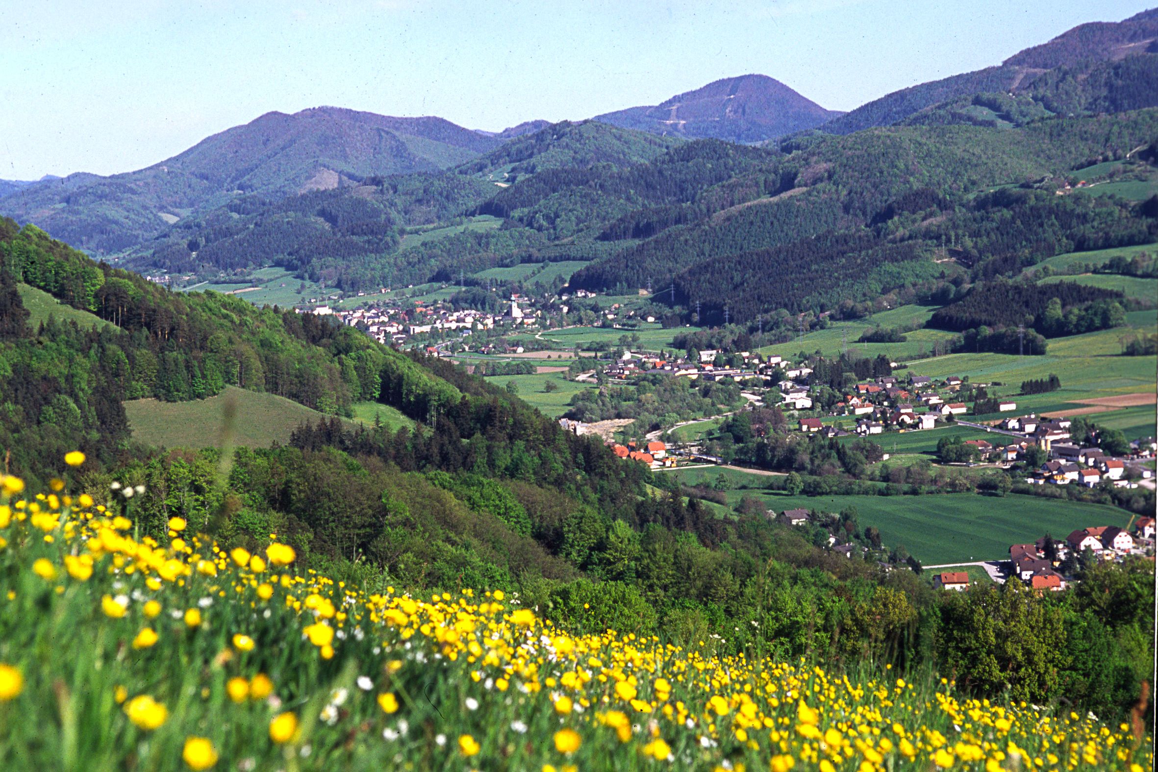 View of St. Veit/Gölsen with a flowering meadow in the foreground and wooded hills in the background.