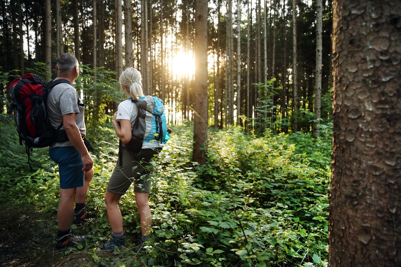 Forest clearing on the pilgrimage route