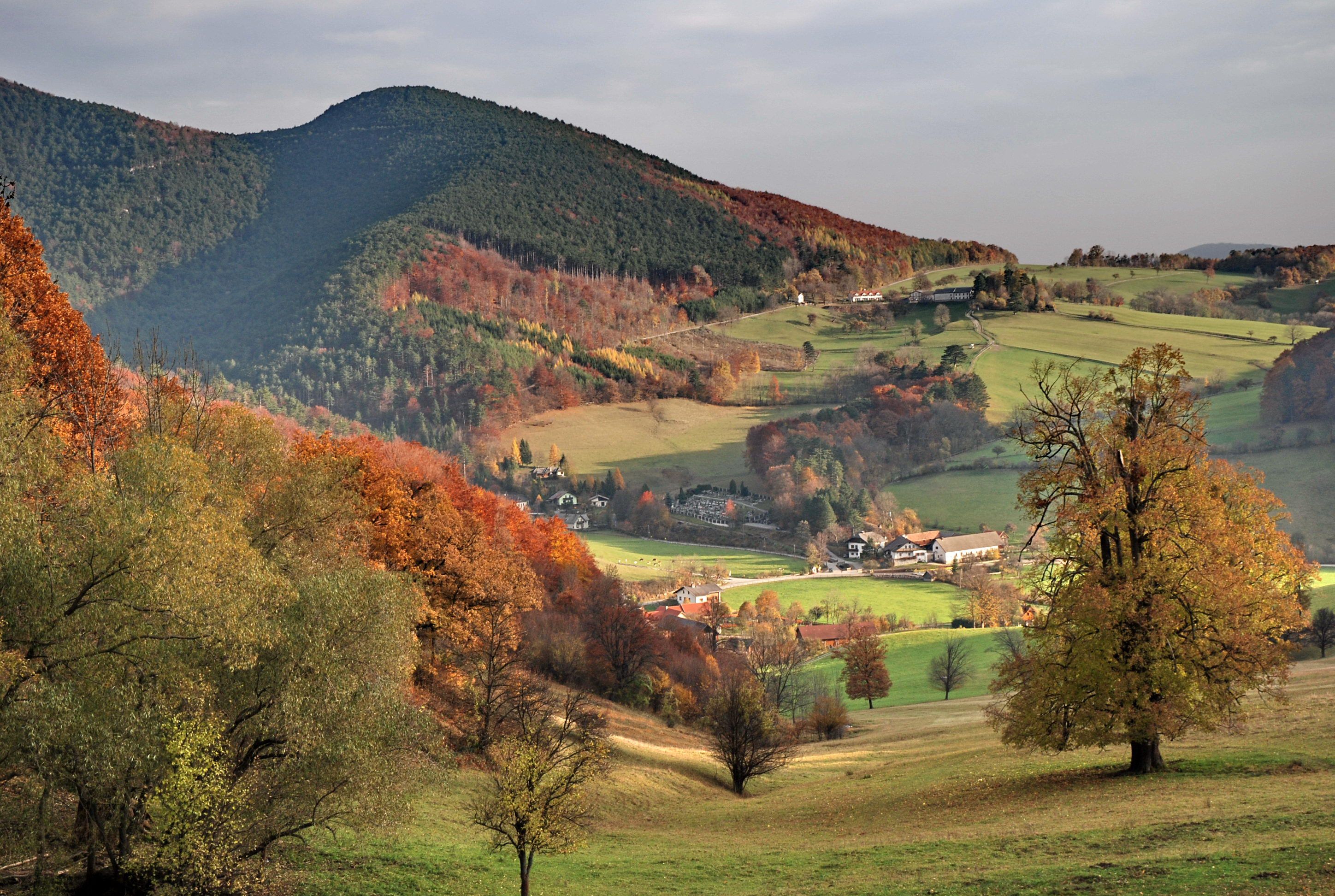 The Vienna Woods