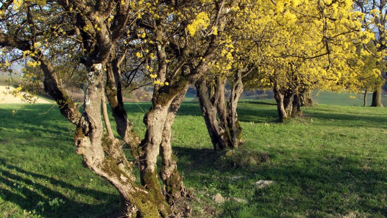 Blooming yellow trees on a green meadow.