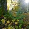 A moss-covered tree trunk in Lilienfeld Abbey Park with ferns and autumn leaves in the foreground, sunlight shining through the trees.