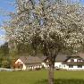 Blossoming tree in front of a country house with blue sky in the background.