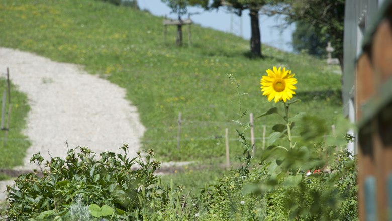 A single sunflower in a garden in front of a grassy hill with a gravel path.