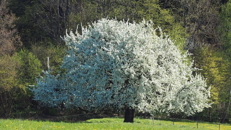 Old cider pear tree in spring, &copy; Kaumberg/Radinger Doris