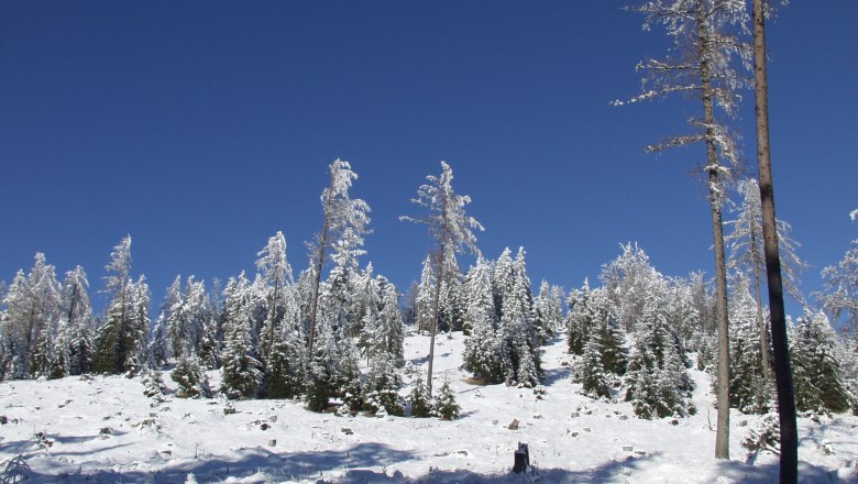 Snow-covered forest with blue sky in the background.