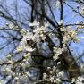 Close-up of blooming white cherry blossoms on a branch against a blue sky.