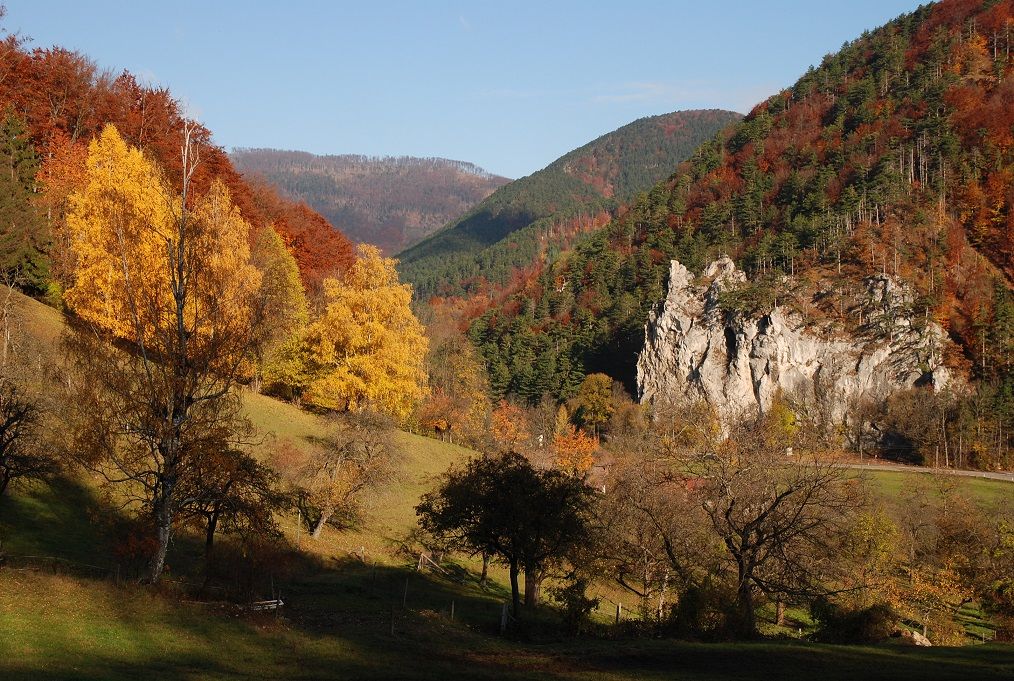 The Vienna Woods