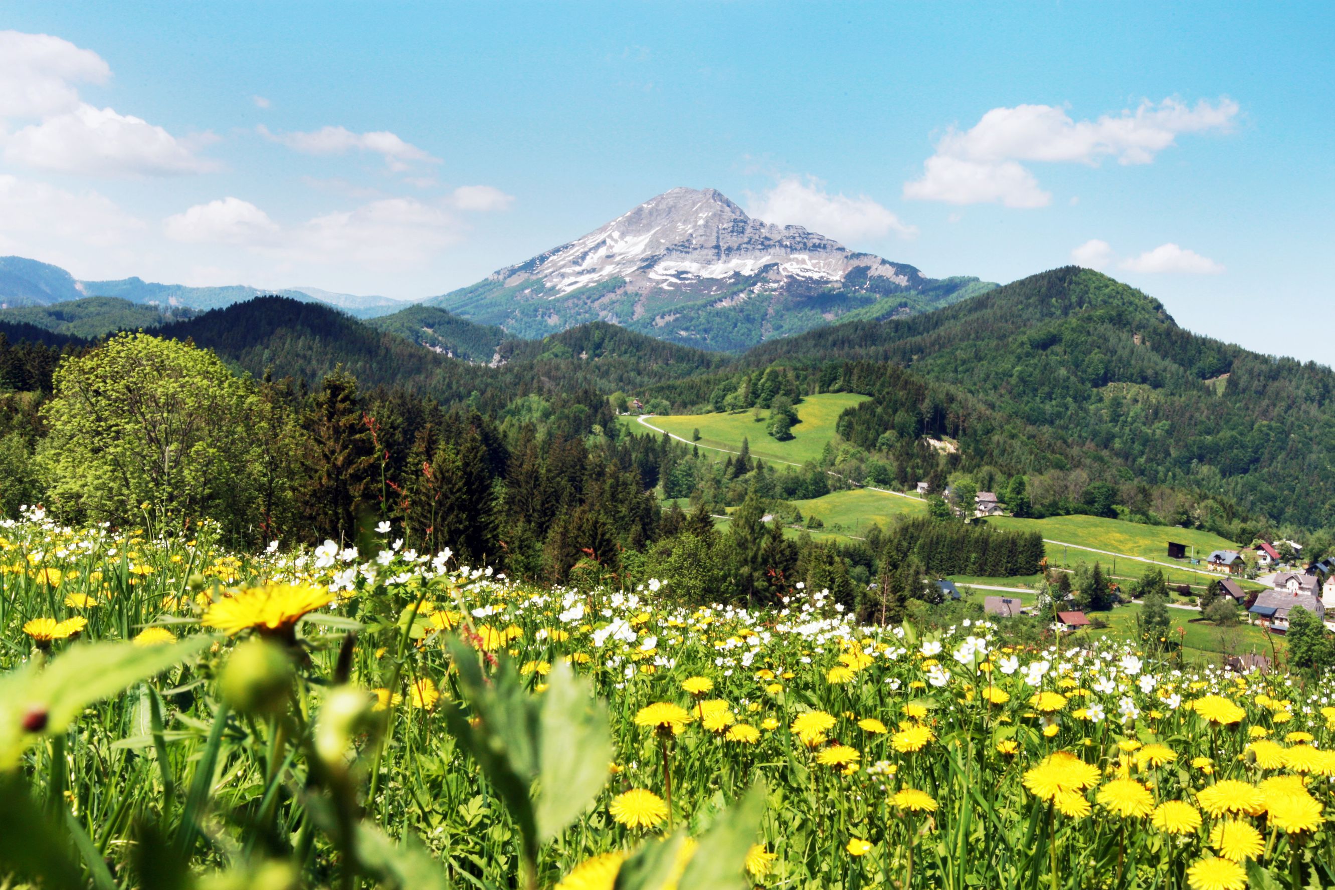 Flower meadow with yellow and white flowers in front of a mountain landscape near Annaberg.