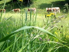 Diversity, &copy; Mostviertel Tourismus / zunder zwo