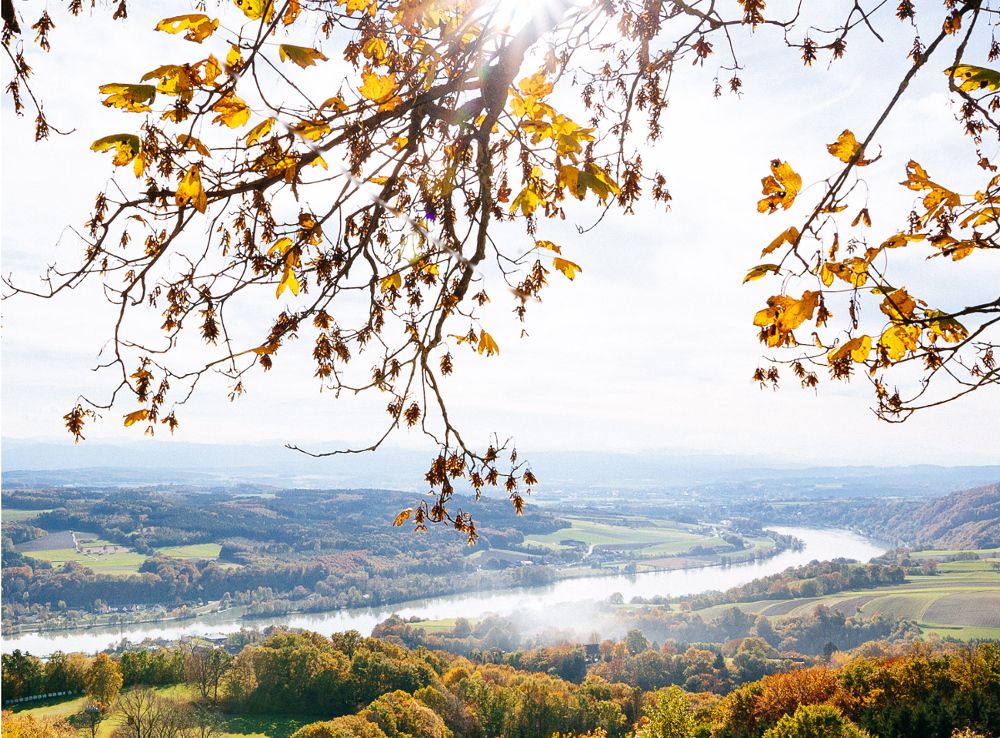 Autumn landscape with a view of the Danube valley and colorful foliage in the foreground.