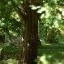 A tree in Lilienfeld Abbey Park, surrounded by green foliage and sunlight.