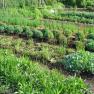A lush vegetable and herb garden with various plants in orderly rows.