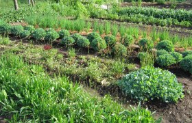 A lush vegetable and herb garden with various plants in orderly rows.