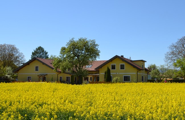 Yellow house with red roof behind a flowering rape field.