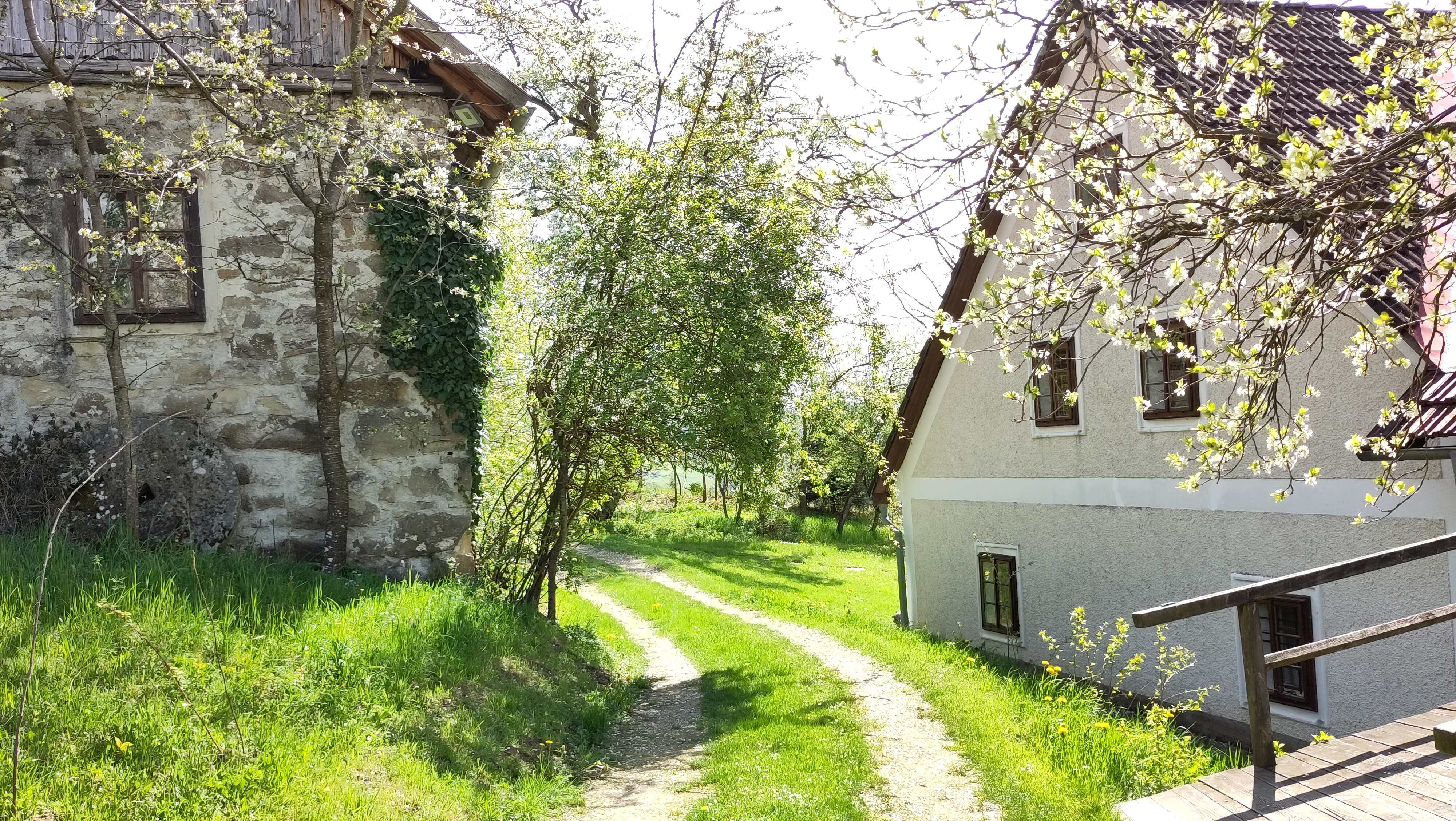 A country path between two houses, surrounded by blossoming trees and green grass.