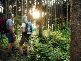 Forest clearing on the pilgrimage route, &copy; Mostviertel