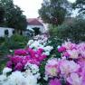 A garden with blooming peonies in different colors, surrounded by trees and a building in the background.