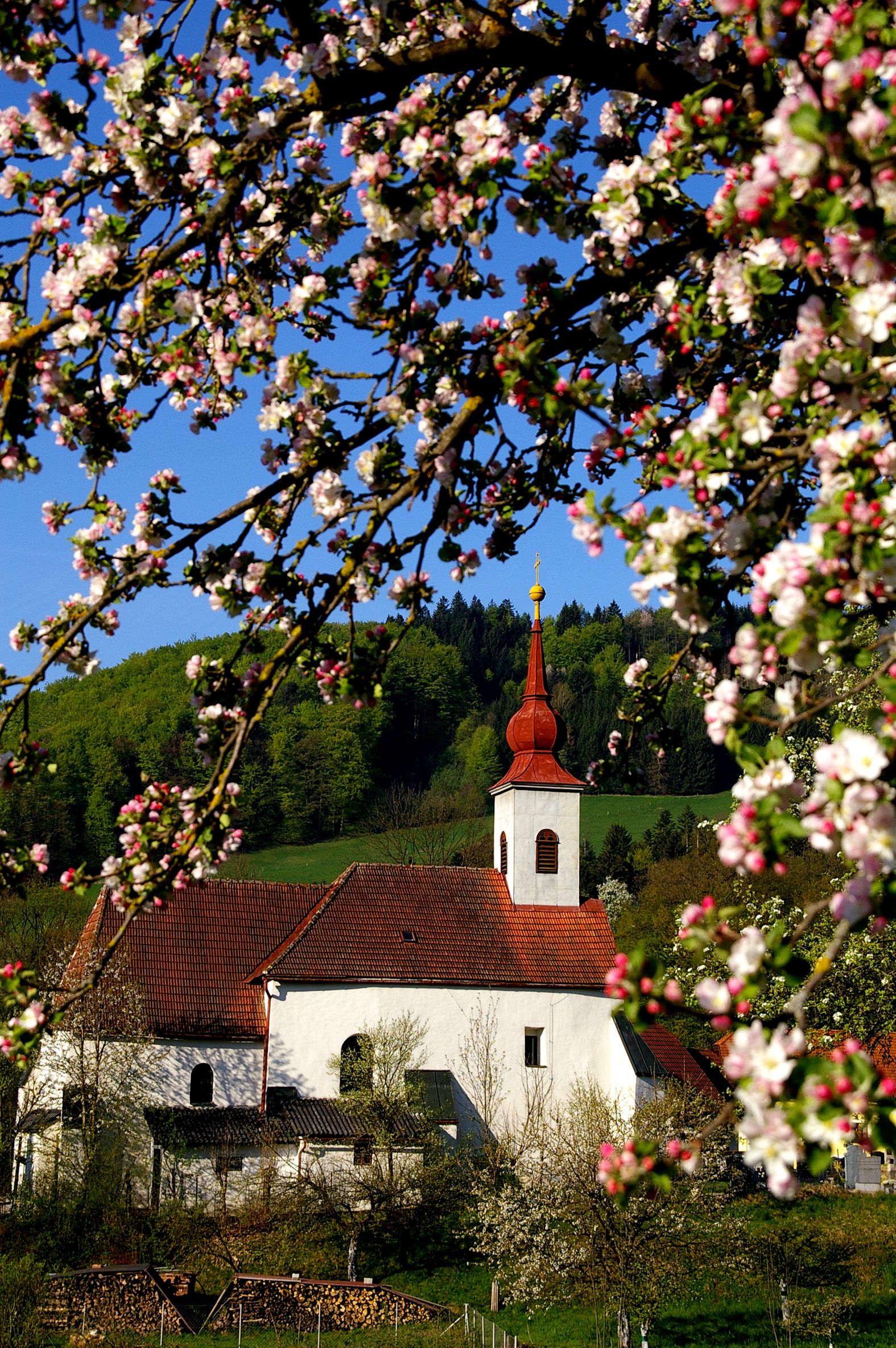 Church in St. Veit/Gölsen with blossoming branches in the foreground.