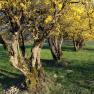 Blooming yellow trees on a green meadow.