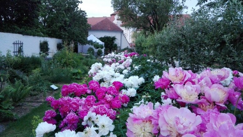 A garden with blooming peonies in different colors, surrounded by trees and a building in the background.