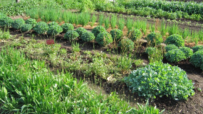 A lush vegetable and herb garden with various plants in orderly rows.