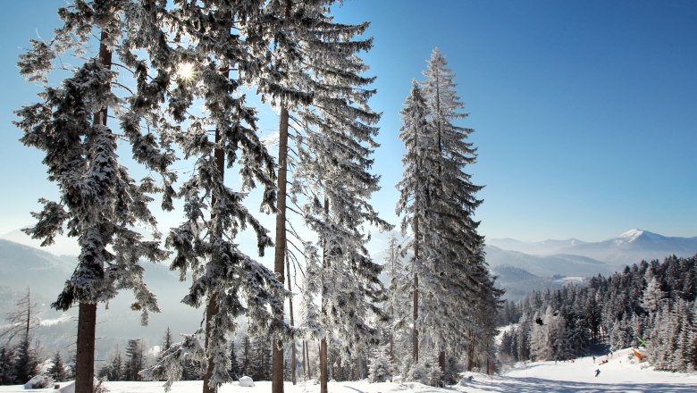 Snow-covered trees in a winter landscape with mountains in the background.
