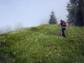 Daffodil meadow on the Via Trinitatis, &copy; Mostviertel