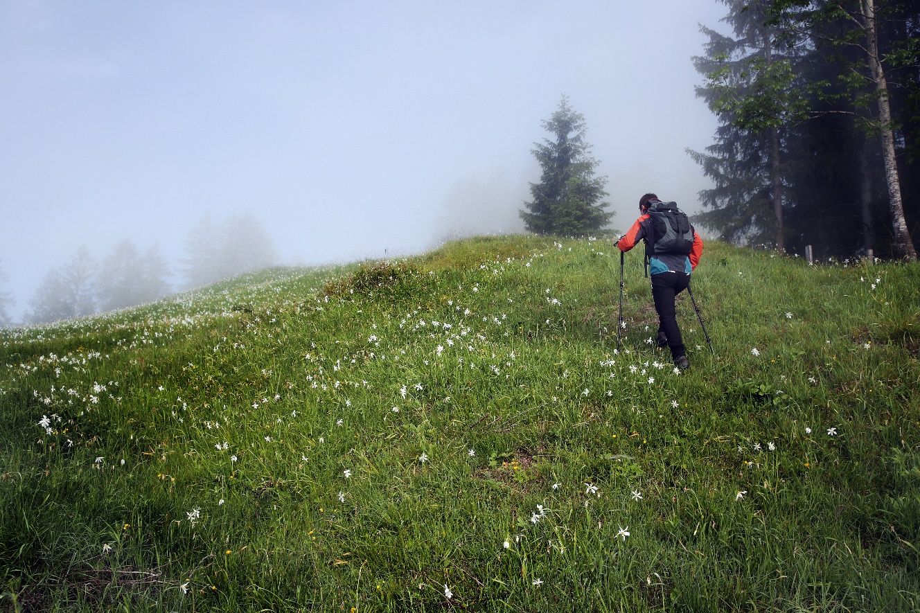 Daffodil meadow on the Via Trinitatis