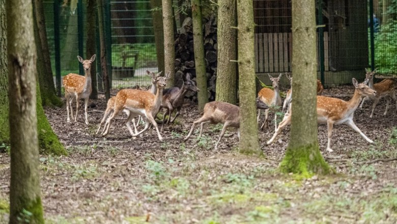Game reserve in the St. P&ouml;lten city forest, &copy; Christian Kr&uuml;ckel