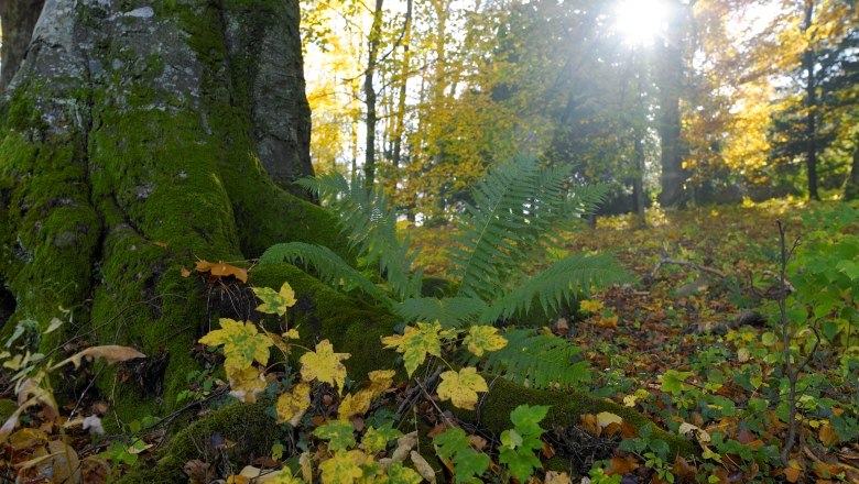 Lilienfeld Abbey Park, © Natur im Garten/Alexander Haiden A moss-covered tree trunk in Lilienfeld Abbey Park with ferns and autumn leaves in the foreground, sunlight shining through the trees.