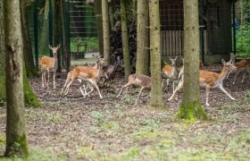 Game reserve in the St. P&ouml;lten city forest, &copy; Christian Kr&uuml;ckel